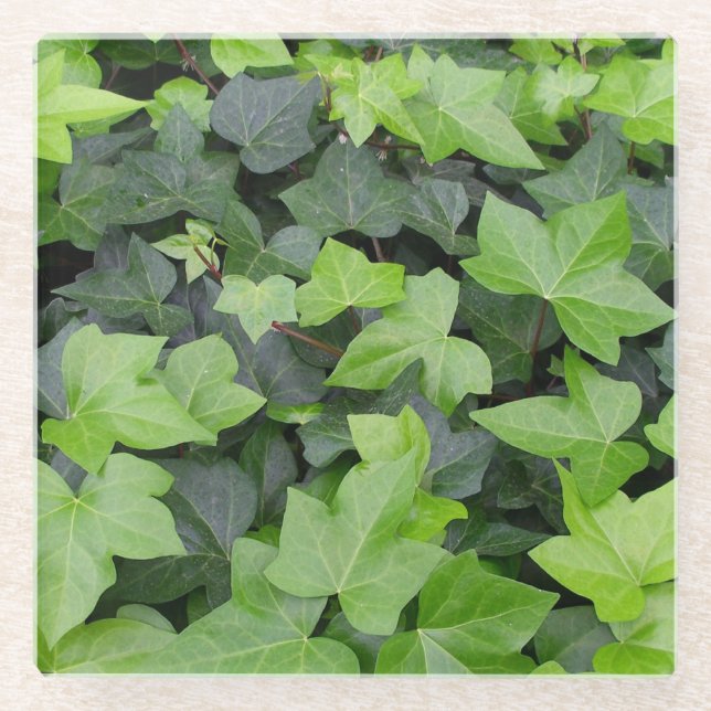 Posavasos De Vidrio Impresión botánica de marfil verde (Anverso)