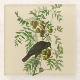 Posavasos De Vidrio Impresión de pájaro Grackle púrpura de Audubon Vin