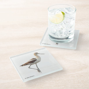 Posavasos De Vidrio Impresionante ave americano aguacate Wading en la