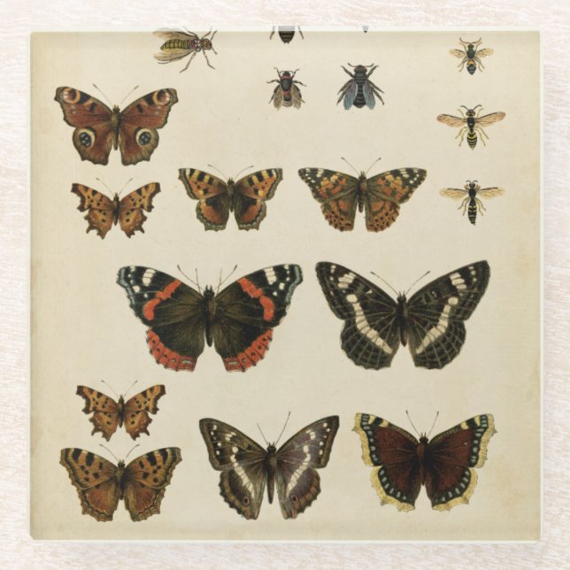 Posavasos De Vidrio Insectos de jardín por Vision Studio (Anverso)