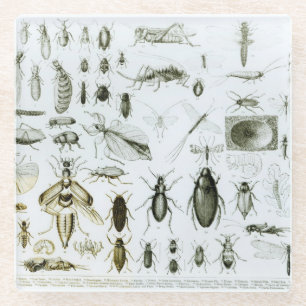 Posavasos De Vidrio Insectos de la entomología
