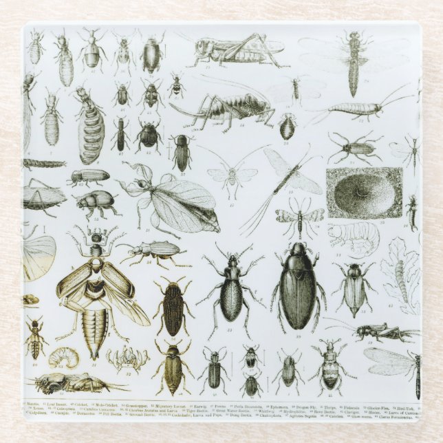 Posavasos De Vidrio Insectos de la entomología (Anverso)