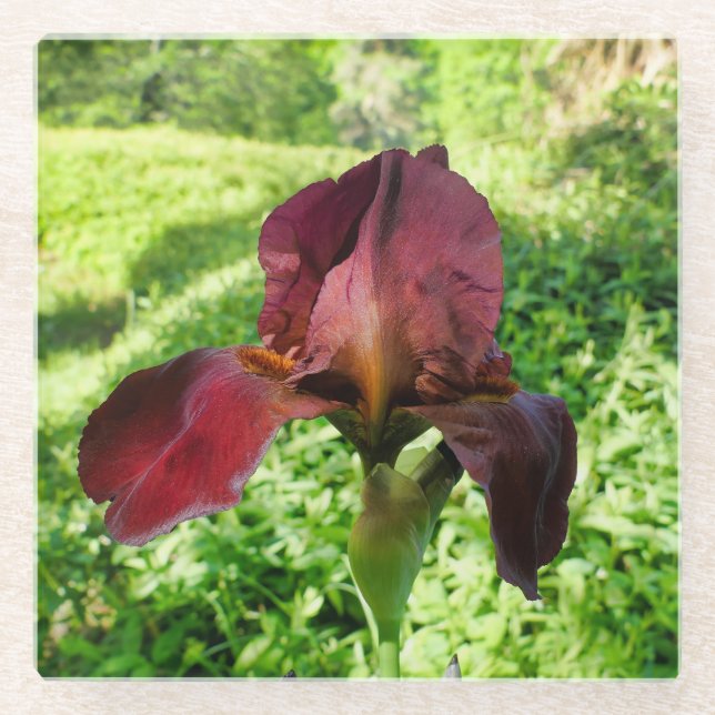 Posavasos De Vidrio Iris con barba (Anverso)