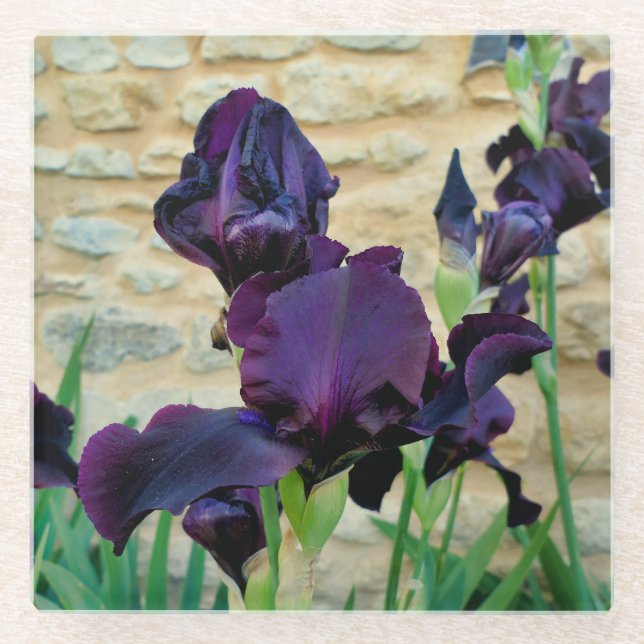 Posavasos De Vidrio Iris con barba (Anverso)