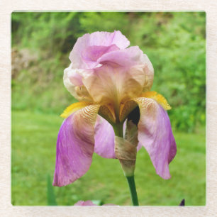 Posavasos De Vidrio Iris con barba