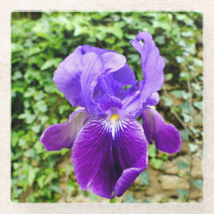 Posavasos De Vidrio Iris con barba
