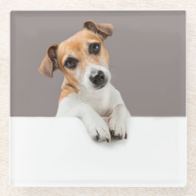 Posavasos De Vidrio Jack Russell Puppy Sweet Adorable Baby Puppy (Anverso)