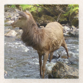 Posavasos De Vidrio Joven ciervo rojo en el río