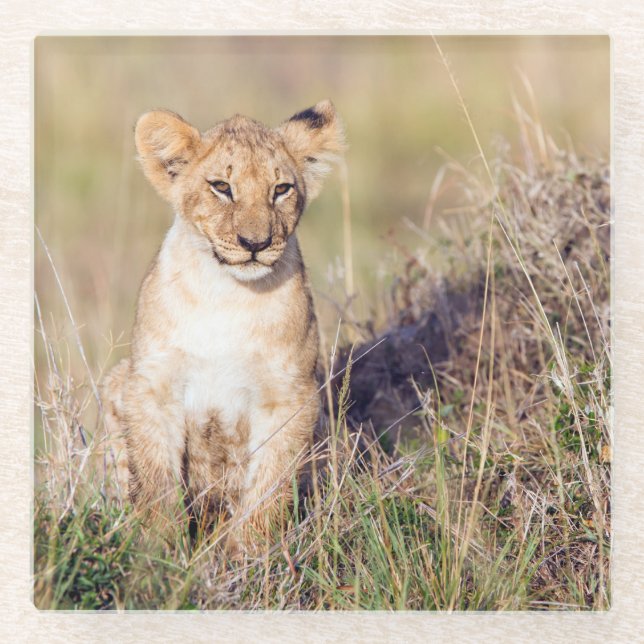 Posavasos De Vidrio Joven león (Anverso)