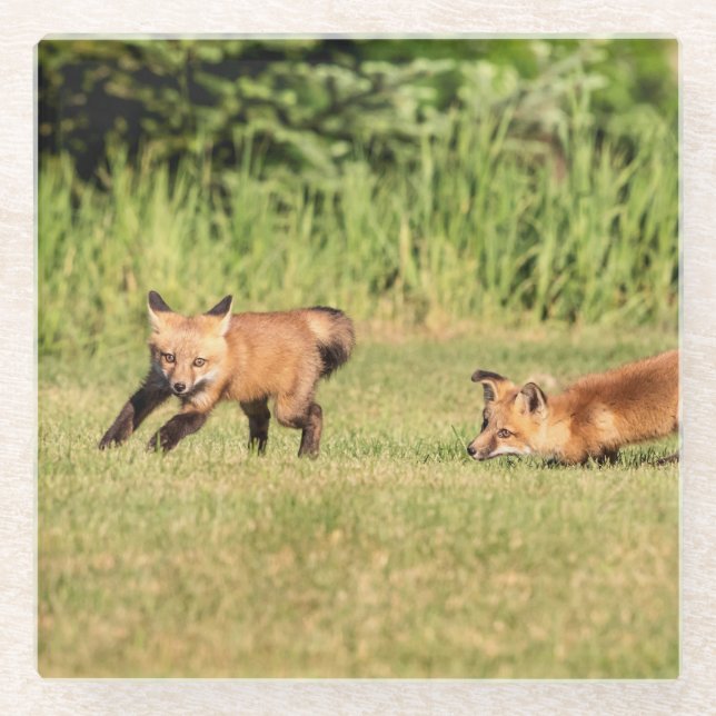 Posavasos De Vidrio Juego de Red Fox Kits (Anverso)