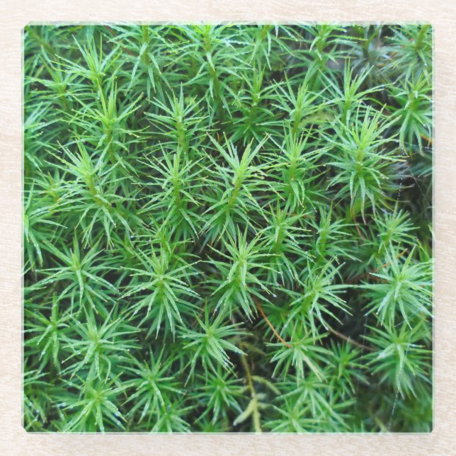 Posavasos De Vidrio Juniper Hair Cap Moss (Anverso)