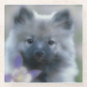 Posavasos De Vidrio Keeshond y Columbine - Fotografía de perro