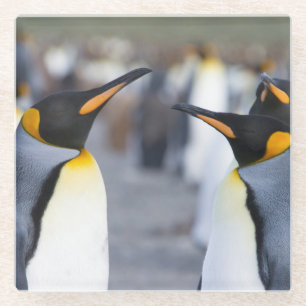 Posavasos De Vidrio King Penguins