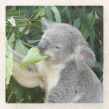 Koala comiendo hoja de eucalipto