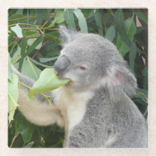 Posavasos De Vidrio Koala comiendo hoja de eucalipto