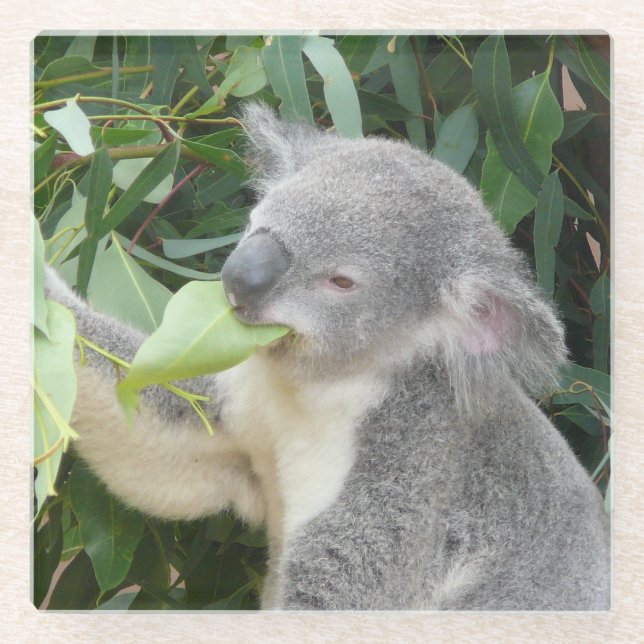 Posavasos De Vidrio Koala comiendo hoja de eucalipto (Anverso)