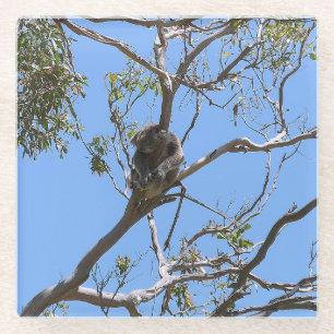 Posavasos De Vidrio Koala Nap