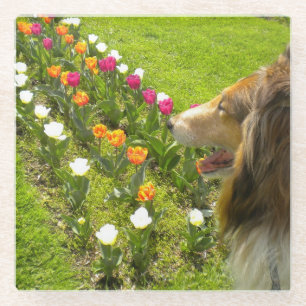 Posavasos De Vidrio La Caja de Joyas Collie y Tulipanes