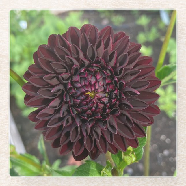 Posavasos De Vidrio La Recoleta Dahlia, flor profunda roja de Dahlia (Anverso)