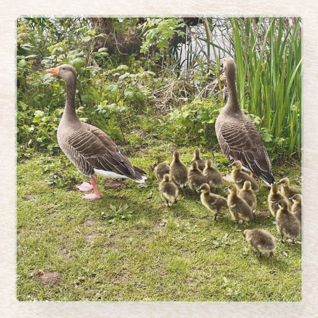 Posavasos De Vidrio La vida del pato. (Anverso)