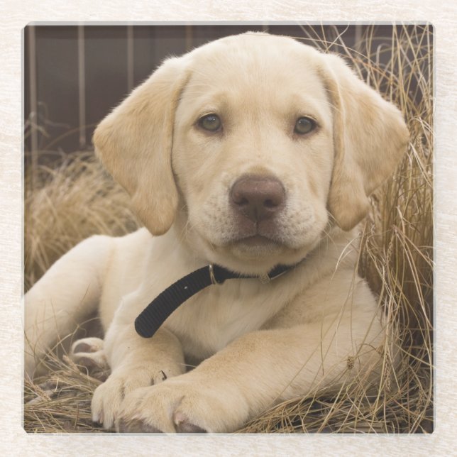 Posavasos De Vidrio Labrador Recuperador cachorro (Anverso)