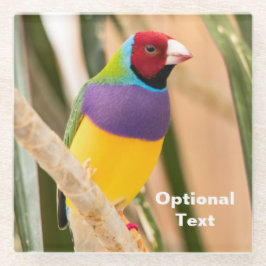 Posavasos De Vidrio Lady Gouldian Finch