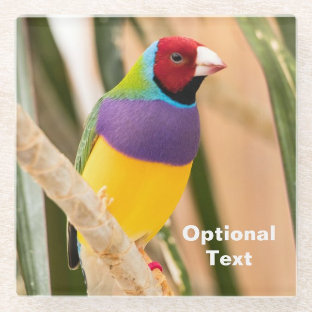 Posavasos De Vidrio Lady Gouldian Finch (Anverso)