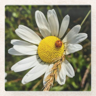 Posavasos De Vidrio Ladybug en Daisy