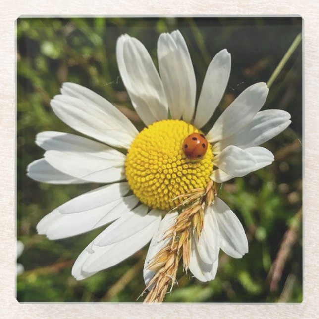 Posavasos De Vidrio Ladybug en Daisy (Anverso)