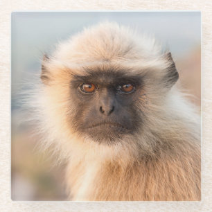 Posavasos De Vidrio Langurs Adorables Presbytis Entellus Glass Coaster