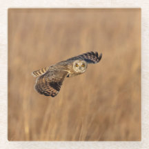 Lechuza de orejas cortas en vuelo en los pastizale