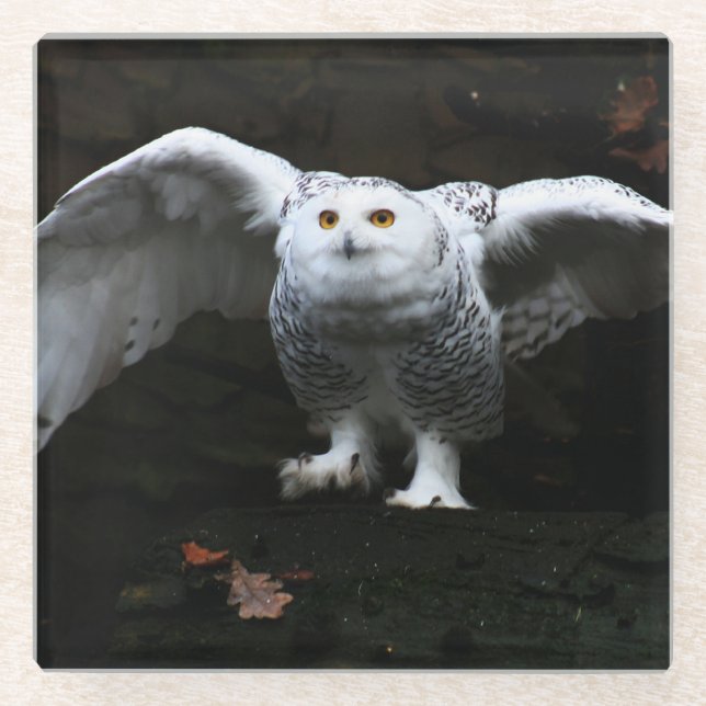 Posavasos De Vidrio Lechuza nevada con coastercnm abierta (Anverso)