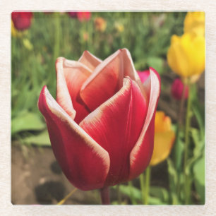 Posavasos De Vidrio Leen Van Der Mark Tulip, Oregon