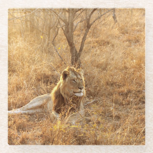 Posavasos De Vidrio León (Anverso)