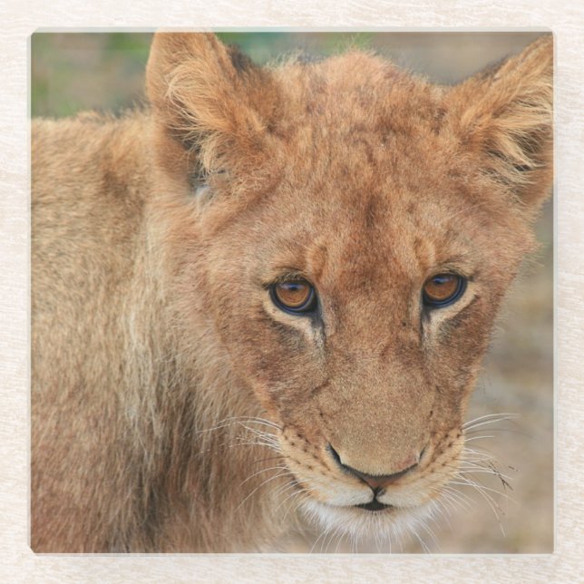 Posavasos De Vidrio León Cub (Anverso)