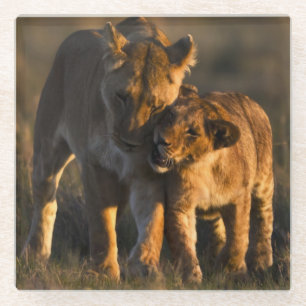 Posavasos De Vidrio León Cub y madre
