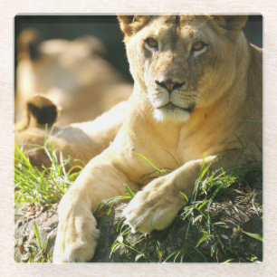 Posavasos De Vidrio Leones