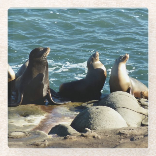 Posavasos De Vidrio Leones del mar de San Diego (Anverso)