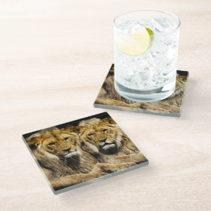 Posavasos De Vidrio Leones peligrosos depredadores