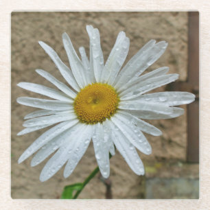 Posavasos De Vidrio Leucanthemum Bloom