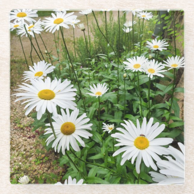 Posavasos De Vidrio Leucanthemum Blooms (Anverso)