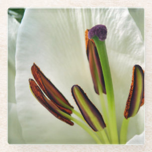 Posavasos De Vidrio Lilium Oriental White