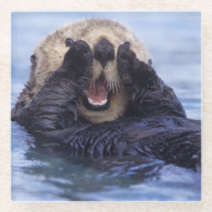 Posavasos De Vidrio Linda nutria de mar Alaska, EE. UU.