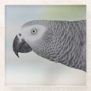 Posavasos De Vidrio Loro magnífico del gris africano