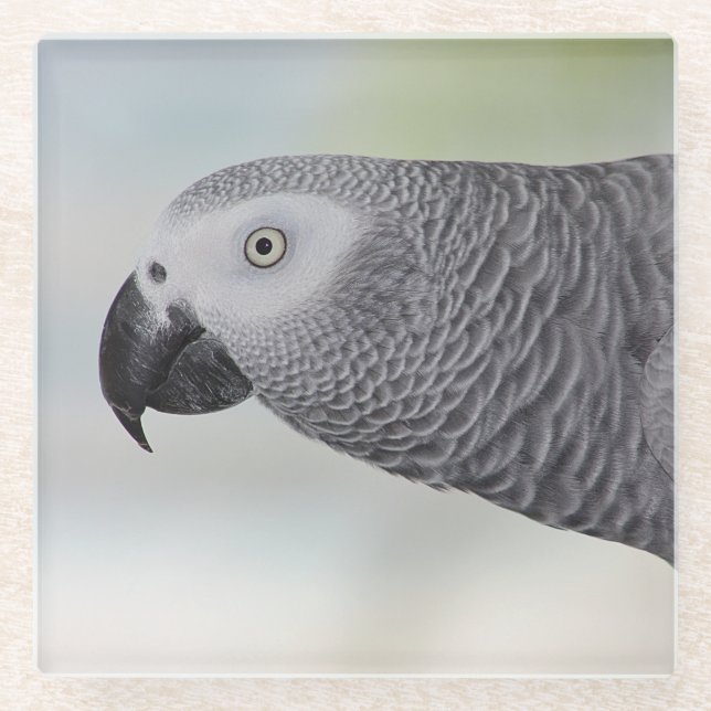 Posavasos De Vidrio Loro magnífico del gris africano (Anverso)
