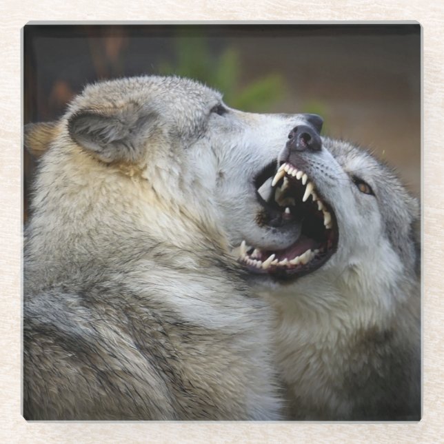 Posavasos De Vidrio Lucha del lobo (Anverso)