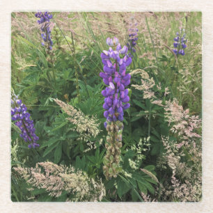 Posavasos De Vidrio Lupines púrpura en campo de hierba