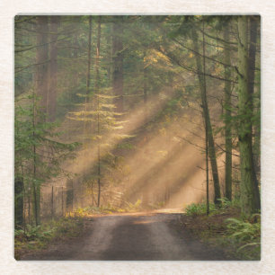 Posavasos De Vidrio Luz del sol que brilla a través de un bosque