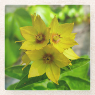 Posavasos De Vidrio Lysimachia punctata