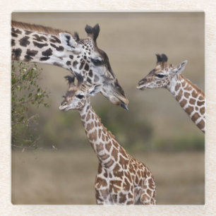 Posavasos De Vidrio Maasai Giraffe (Giraffe Tippeleluchi)